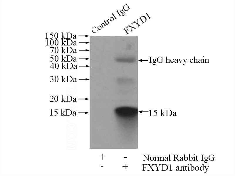 IP Result of anti-FXYD1 (IP:Catalog No:113828, 4ug; Detection:Catalog No:113828 1:500) with mouse heart tissue lysate 4000ug.