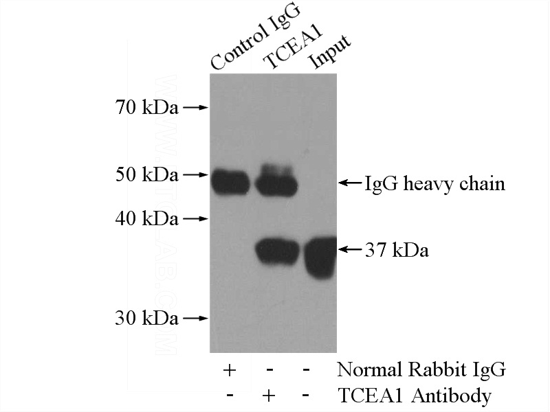 IP Result of anti-SII-TFIIS,TCEA1 (IP:Catalog No:115897, 4ug; Detection:Catalog No:115897 1:500) with HeLa cells lysate 520ug.