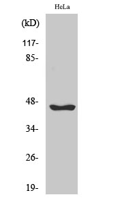 Fig1:; Western Blot analysis of various cells using Serpin B12 Polyclonal Antibody