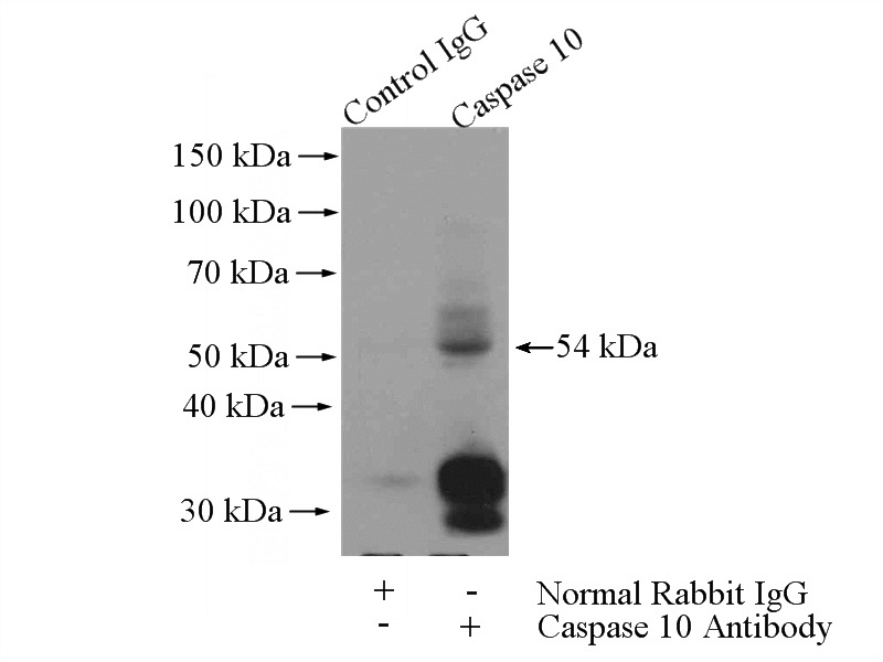 IP Result of anti-Caspase 10 (IP:Catalog No:108871, 4ug; Detection:Catalog No:108871 1:300) with HeLa cells lysate 3200ug.