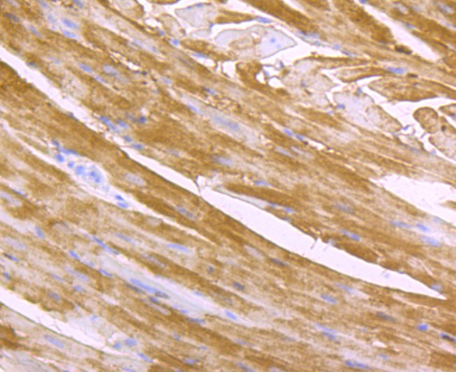 Fig2: Immunohistochemical analysis of paraffin-embedded rat heart tissue using anti- Cardiac FABP3 antibody. Counter stained with hematoxylin.