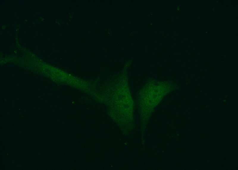Immunofluorescent analysis of (10% Formaldehyde) fixed NIH/3T3 cells using Catalog No:108223(ASF1A Antibody) at dilution of 1:50 and Alexa Fluor 488-congugated AffiniPure Goat Anti-Rabbit IgG(H+L)