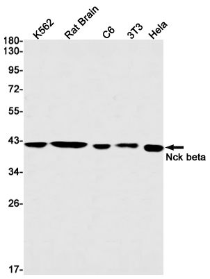 Western blot detection of Nck beta in K562,Rat Brain,C6,3T3,Hela cell lysates using Nck beta Rabbit mAb(1:1000 diluted).Predicted band size:43kDa.Observed band size:43kDa.