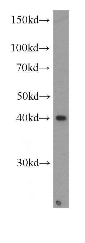HepG2 cells were subjected to SDS PAGE followed by western blot with Catalog No:107415(MAPK13 antibody) at dilution of 1:1000