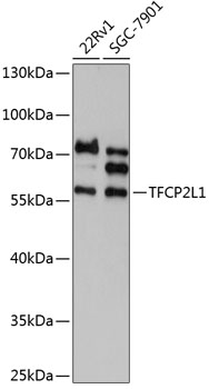 Western blot - TFCP2L1 Polyclonal Antibody 