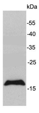 Fig1: Western blot analysis on K562 cell lysates using anti-MAL rabbit polyclonal antibodies.