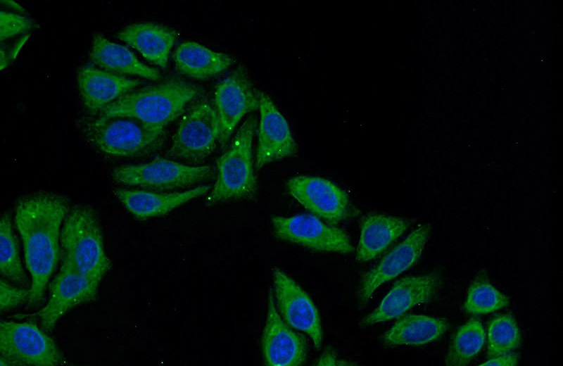 Immunofluorescent analysis of HeLa cells using Catalog No:109930(DHX32 Antibody) at dilution of 1:50 and Alexa Fluor 488-congugated AffiniPure Goat Anti-Rabbit IgG(H+L)