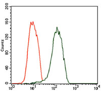 Flow cytometric analysis of SK-N-SH cells using NEFM mouse mAb (green) and negative control (red).