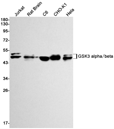 Western blot detection of GSK3 alpha + beta in Jurkat,Rat Brain,C6,CHO-K1,Hela cell lysates using GSK3 alpha + beta Rabbit mAb(1:1000 diluted).Predicted band size:51,47 kDa.Observed band size:51,47kDa.