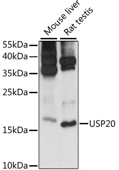 Western blot - MRPS14 Polyclonal Antibody 