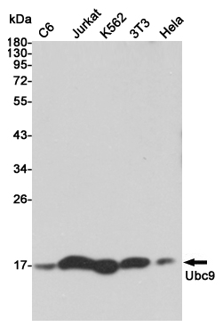 Western blot detection of Ubc9 in C6,Jurkat,K562,3T3 and Hela cell lysates using Ubc9 mouse mAb (1:2000 diluted).Predicted band size:18KDa.Observed band size:17KDa.