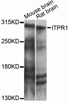 Western blot - ITPR1 Polyclonal Antibody 