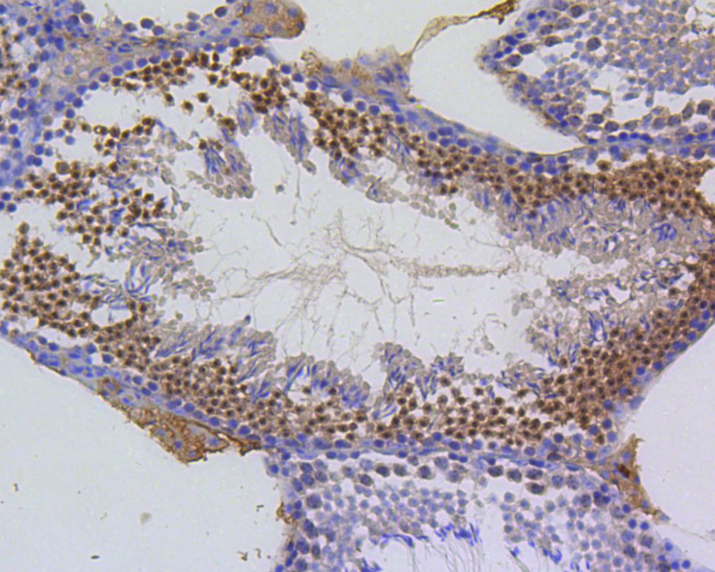 Fig3:; Immunohistochemical analysis of paraffin-embedded mouse testis tissue using anti-Survivin antibody. The section was pre-treated using heat mediated antigen retrieval with Tris-EDTA buffer (pH 8.0-8.4) for 20 minutes.The tissues were blocked in 5% BSA for 30 minutes at room temperature, washed with ddH; 2; O and PBS, and then probed with the primary antibody ( 1/50) for 30 minutes at room temperature. The detection was performed using an HRP conjugated compact polymer system. DAB was used as the chromogen. Tissues were counterstained with hematoxylin and mounted with DPX.