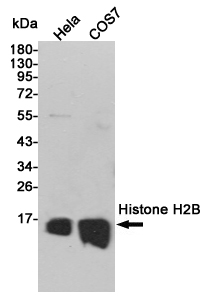 Western blot detection of Histone H2B in Hela and COS7 cell lysates using Histone H2B mouse mAb (1:100000 diluted).Predicted band size:14kDa.Observed band size:14kDa.