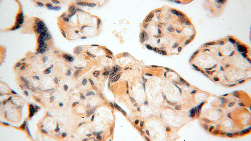 Immunohistochemical of paraffin-embedded human placenta using Catalog No:108745(CA13 antibody) at dilution of 1:100 (under 40x lens)