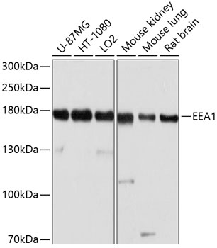 Western blot - EEA1 Polyclonal Antibody 