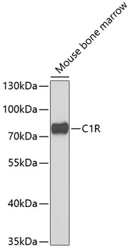 Western blot - C1R Polyclonal Antibody 