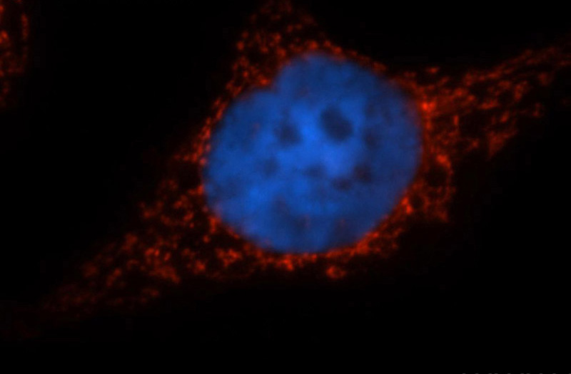 Immunofluorescent analysis of MCF-7 cells, using PYCR1 antibody Catalog No:114352 at 1:50 dilution and Rhodamine-labeled goat anti-rabbit IgG (red). Blue pseudocolor = DAPI (fluorescent DNA dye).