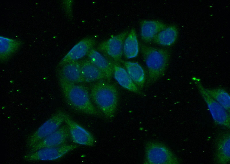 Immunofluorescent analysis of (-20oc Ethanol) fixed HepG2 cells using Catalog No:111173(GSNOR,ADH5 Antibody) at dilution of 1:100 and Alexa Fluor 488-congugated AffiniPure Goat Anti-Rabbit IgG(H+L)