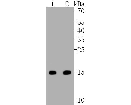 Fig1:; Western blot analysis of Survivin on different lysates. Proteins were transferred to a PVDF membrane and blocked with 5% BSA in PBS for 1 hour at room temperature. The primary antibody ( 1/500) was used in 5% BSA at room temperature for 2 hours. Goat Anti-Rabbit IgG - HRP Secondary Antibody (HA1001) at 1:5,000 dilution was used for 1 hour at room temperature.; Positive control:; Lane 1: L929 cell lysate; Lane 2: F9 cell lysate