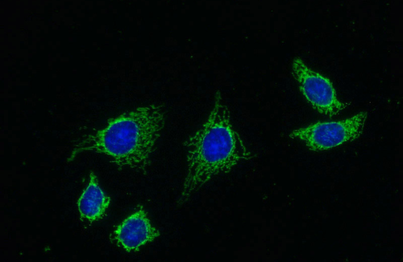 Immunofluorescent analysis of (-20oc Ethanol) fixed HeLa cells using Catalog No:114508(RACK1; GNB2L1 Antibody) at dilution of 1:50 and Alexa Fluor 488-congugated AffiniPure Goat Anti-Rabbit IgG(H+L)
