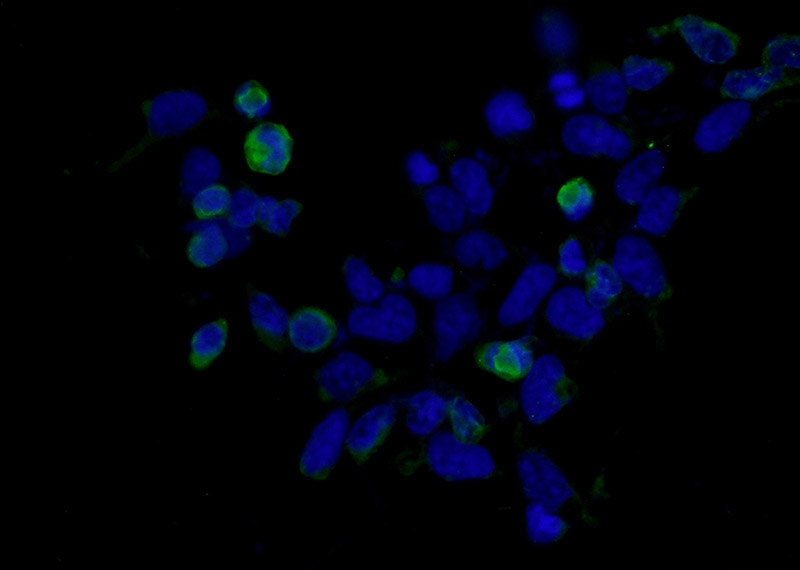 Immunofluorescent analysis of Transfected HEK-293 cells using Catalog No:117332(MYC-tag Antibody) at dilution of 1:25 and Alexa Fluor 488-congugated AffiniPure Goat Anti-Mouse IgG(H+L)
