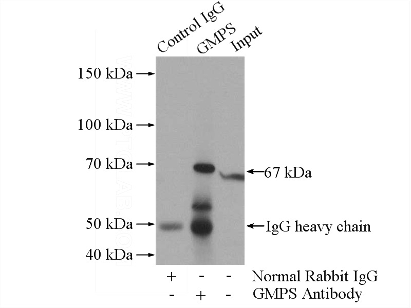 IP Result of anti-GMPS (IP:Catalog No:111104, 4ug; Detection:Catalog No:111104 1:800) with HeLa cells lysate 1080ug.