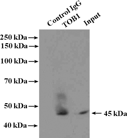 IP Result of anti-TOB1 (IP:Catalog No:116163, 4ug; Detection:Catalog No:116163 1:1000) with HeLa cells lysate 1600ug.