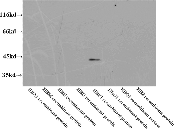 WB results of Catalog No:111289 (HBE1 antibody) at dilution of 1:2000.
