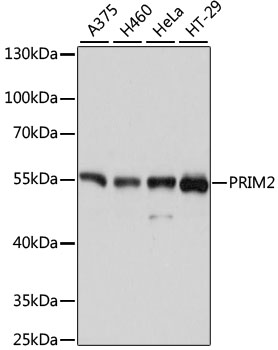 Western blot - PRIM2 Polyclonal Antibody 