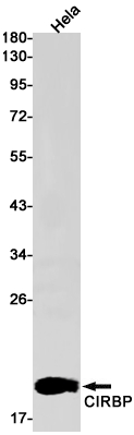 Western blot detection of CIRBP in Hela cell lysates using CIRBP Rabbit pAb(1:1000 diluted).Predicted band size:19kDa.Observed band size:19kDa.