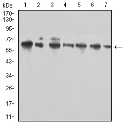Fig3: Western blot analysis of 175077# againstHela (1), Jurkat (2), MOLT4 (3), Raji (4), HL-60 (5), U937 (6), and C6 (7) cell lysate.Proteins were transferred to a PVDF membrane and blocked with 5% BSA in PBS for 1 hour at room temperature. The primary antibody ( 1/500) was used in 5% BSA at room temperature for 2 hours. Goat Anti-Mouse IgG - HRP Secondary Antibody at 1:5,000 dilution was used for 1 hour at room temperature.
