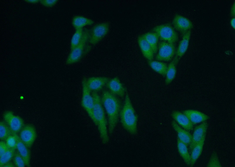 Immunofluorescent analysis of HepG2 cells using Catalog No:114026(PMM2 Antibody) at dilution of 1:50 and Alexa Fluor 488-congugated AffiniPure Goat Anti-Rabbit IgG(H+L)