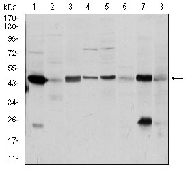 Western blot analysis using ASS1 mouse mAb against A431 (1), RAJI (2), MOLT4 (3), Jurkat (4), A549 (5), NIH/3T3 (6), PC-12 (7) and Cos7 (8) cell lysate.