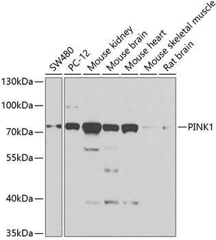 Western blot - PINK1 Polyclonal Antibody 