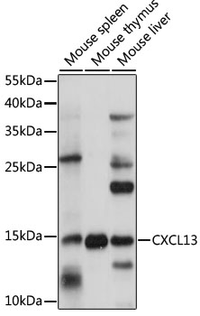 Western blot - CXCL13 Polyclonal Antibody 