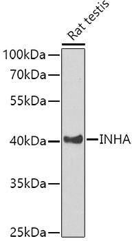 Western blot - INHA Polyclonal Antibody 