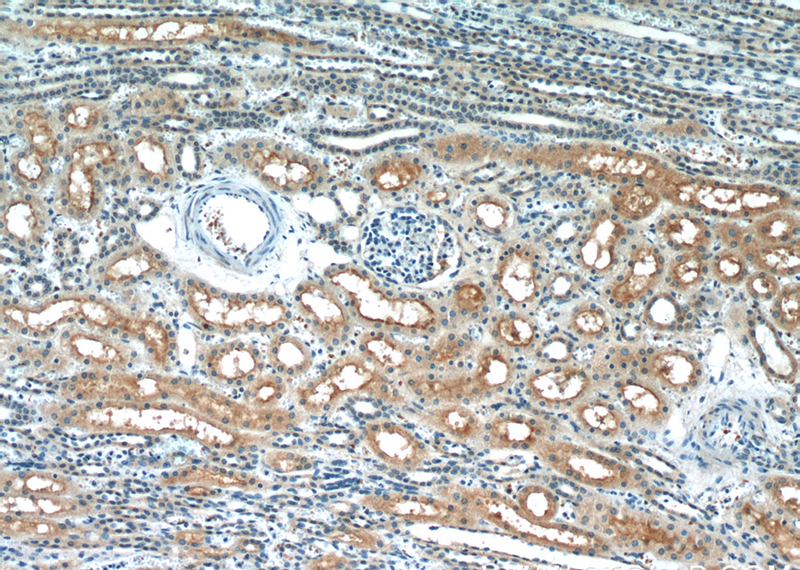 Immunohistochemistry of paraffin-embedded human kidney slide using Catalog No:111209(GRIP1 Antibody) at dilution of 1:50