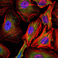 Immunofluorescence analysis of Hela cells using CCNB1 mouse mAb (green). Blue: DRAQ5 fluorescent DNA dye. Red: Actin filaments have been labeled with Alexa Fluor-555 phalloidin.