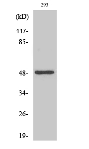 Fig1:; Western Blot analysis of various cells using Neuro D2 Polyclonal Antibody cells nucleus extracted by Minute TM Cytoplasmic and Nuclear Fractionation kit (SC-003,Inventbiotech,MN,USA).