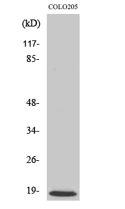 Fig1:; Western Blot analysis of various cells using MRP-L50 Polyclonal Antibody