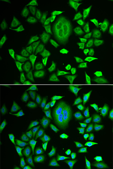 Immunofluorescence - RBP3 Polyclonal Antibody 
