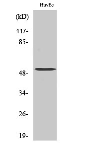 Fig1:; Western Blot analysis of various cells using Tubulin α-3C/D/E Polyclonal Antibody diluted at 1: 2000. Secondary antibody（catalog#: HA1001) was diluted at 1:20000