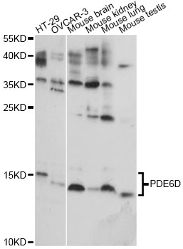 Western blot - PDE6D Polyclonal Antibody 