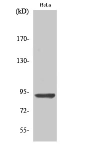 Fig1:; Western Blot analysis of various cells using AMPD2 Polyclonal Antibody