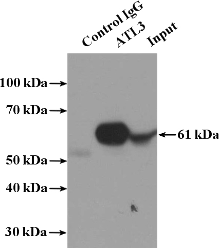 IP Result of anti-ATL3 (IP:Catalog No:108333, 4ug; Detection:Catalog No:108333 1:1500) with HeLa cells lysate 3200ug.