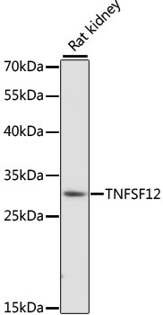Western blot - TNFSF12 Polyclonal Antibody 