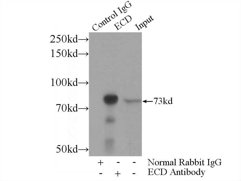 IP Result of anti-ECD (IP:Catalog No:110290, 4ug; Detection:Catalog No:110290 1:300) with HeLa cells lysate 2480ug.