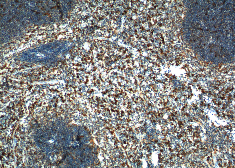 Immunohistochemistry of paraffin-embedded mouse spleen tissue slide using Catalog No:110429(F4/80 Antibody) at dilution of 1:200 (under 10x lens). heat mediated antigen retrieved with Tris-EDTA buffer(pH9).