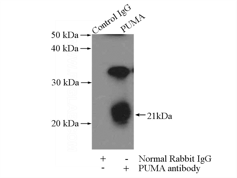 IP Result of anti-PUMA (IP:Catalog No:114338, 4ug; Detection:Catalog No:114338 1:500) with mouse heart tissue lysate 3200ug.
